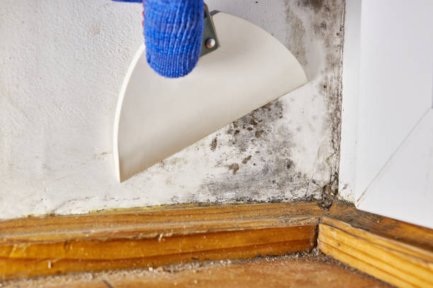Professional Mold Removal in Orange Cove, CA